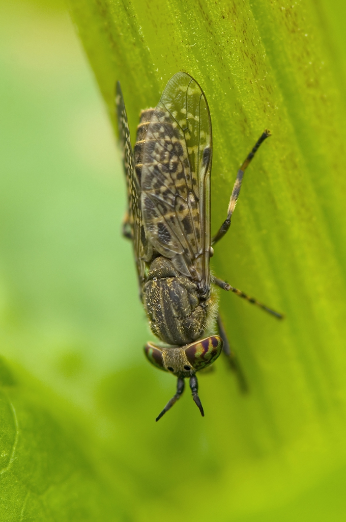 Notch-horned Cleg