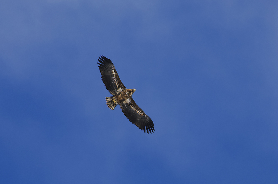 The white-tailed eagle, © Biopix SD Lund