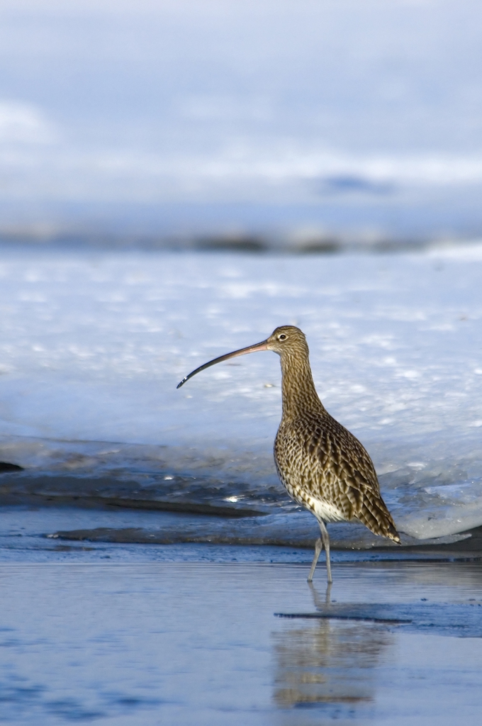 Eurasian curlew, © Biopix SD Lund