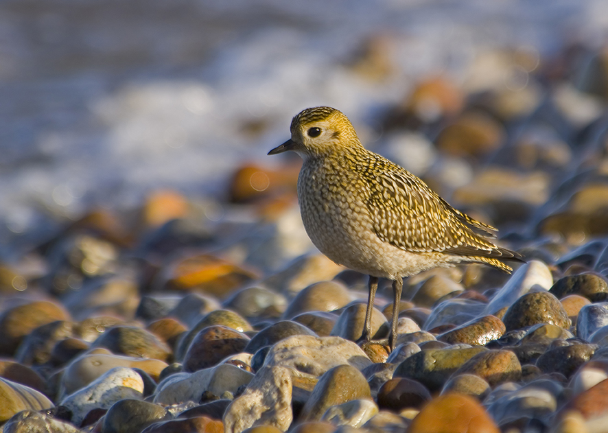 Golden plover, © Biopix SD Lund