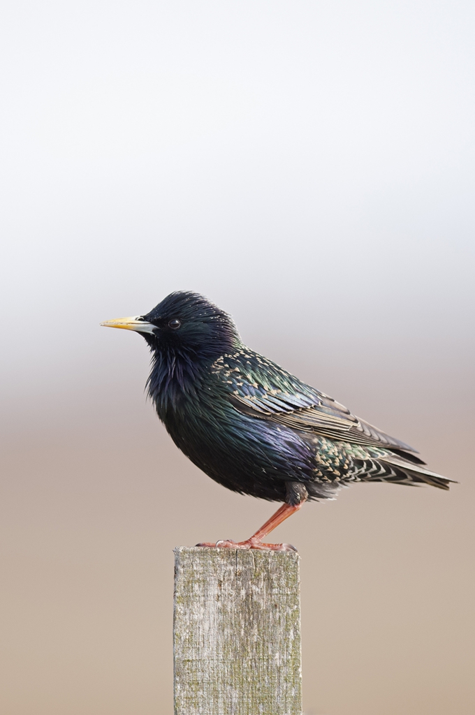 Starling, © Biopix SD Lund