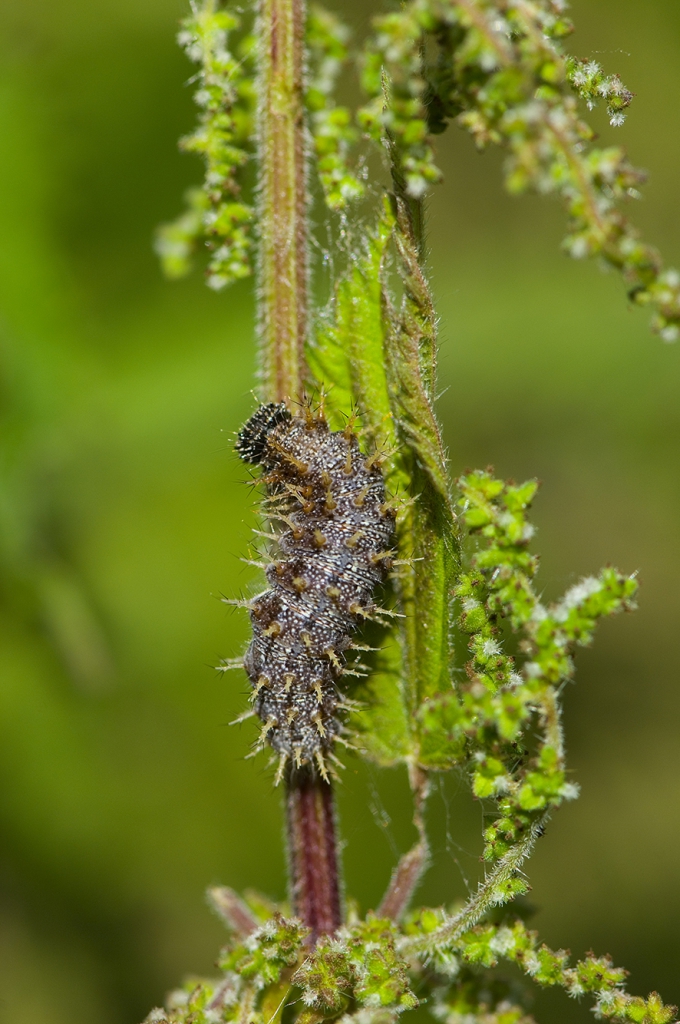 Admiral larvae