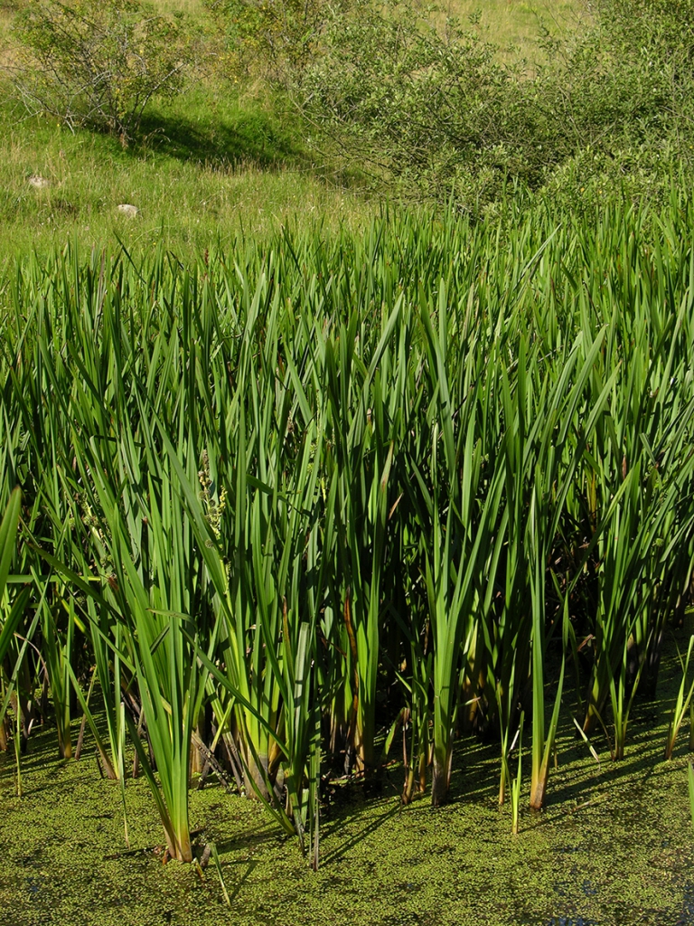 Grenet pindsvineknop