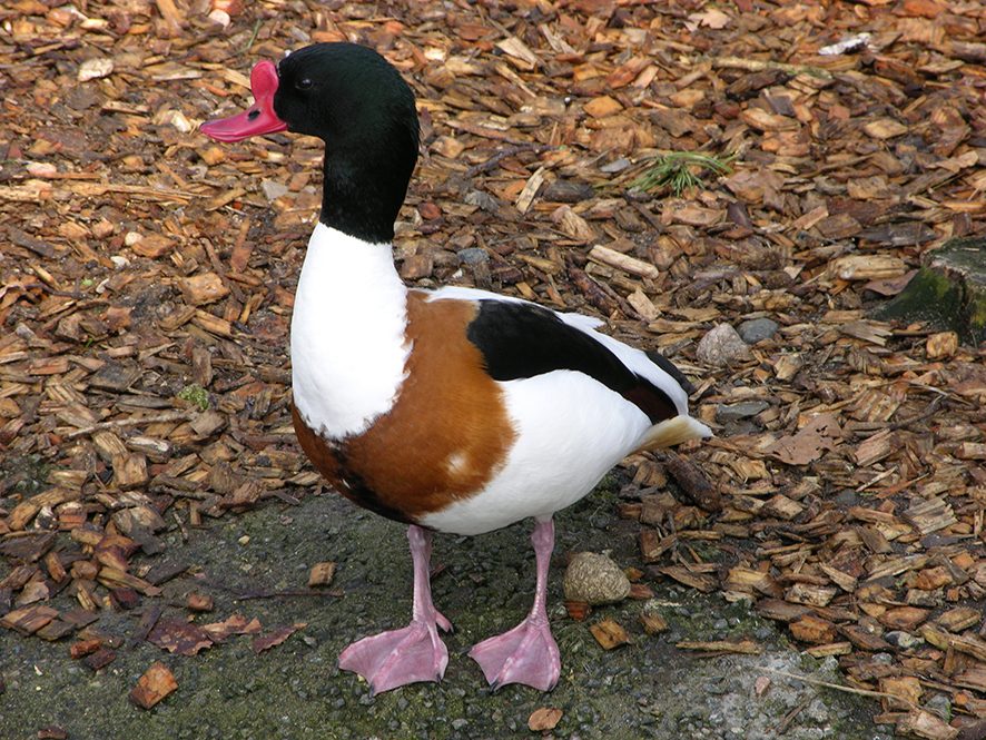 Common shelduck, © Biopix N Sloth