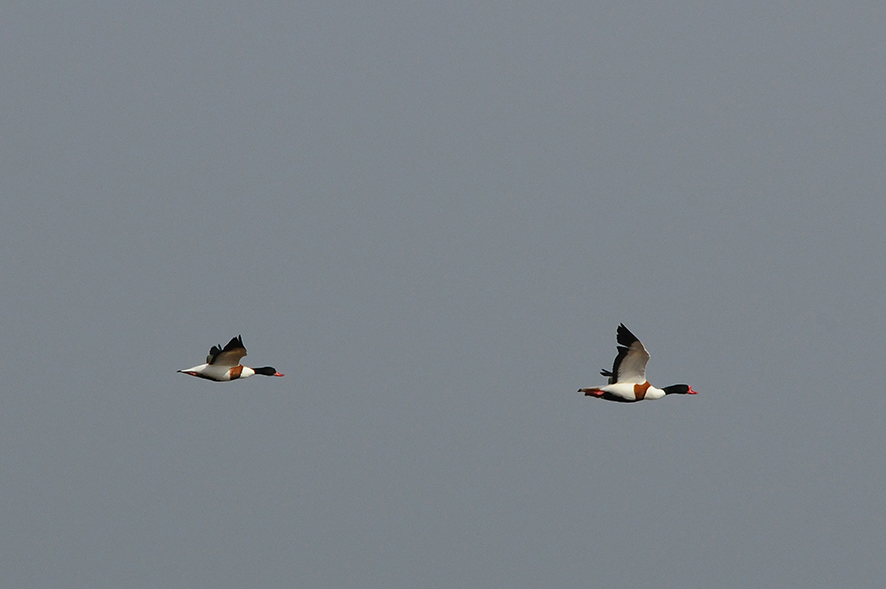 Common shelduck, © Biopix N Sloth