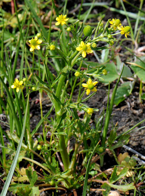 Tiggerranunkel, Foto: Biopix, J.C. Schou