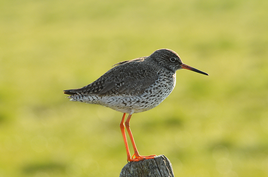 Redshank, © Biopix N Sloth