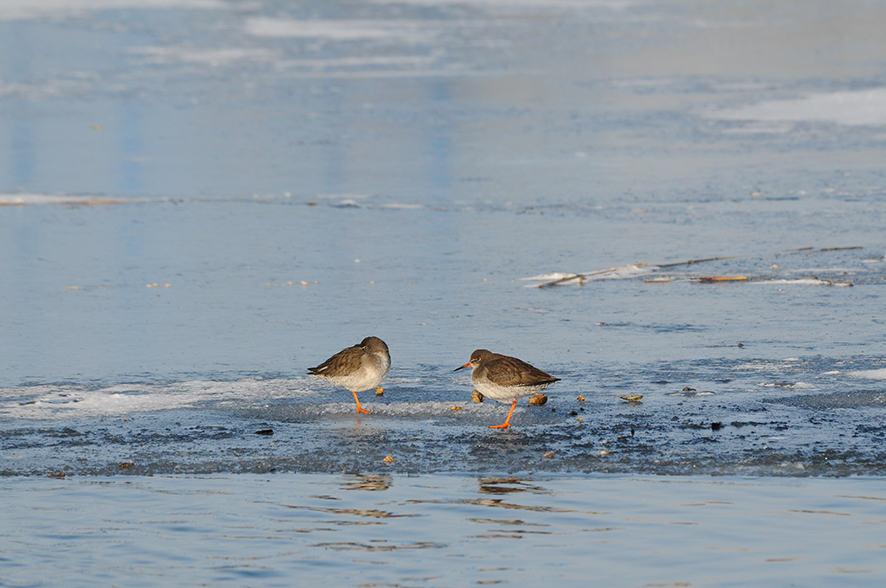 Redshank, © Biopix N Sloth